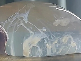 Guy cums upon a condom filled with water chinese gay porn webcam